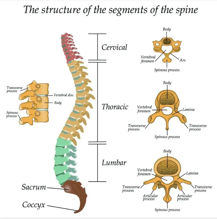 Surgery as a Last Resort: When to Consider Surgical Options for Back Pain
